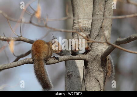 L'écureuil japonais (Sciurus lis) petits, Mont Yatsugatake, Nagano Prefecture, Japon, février. Les espèces endémiques. Banque D'Images