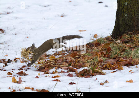 L'écureuil japonais (Sciurus lis) la collecte des matériaux de nidification , Mont Yatsugatake, Nagano Prefecture, Japon, février. Les espèces endémiques. Banque D'Images