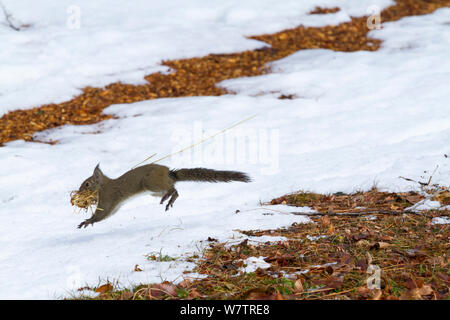 L'écureuil japonais (Sciurus lis) la collecte des matériaux de nidification , Mont Yatsugatake, Nagano Prefecture, Japon, février. Les espèces endémiques. Banque D'Images