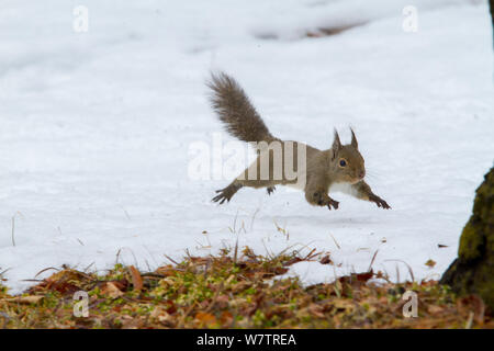 L'écureuil japonais (Sciurus lis) s'exécutant dans la neige, Mont Yatsugatake, Nagano Prefecture, Japon, février. Les espèces endémiques. Banque D'Images