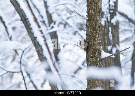 L'écureuil japonais (Sciurus lis) se nourrissant de noyer , Mont Yatsugatake, Nagano Prefecture, Japon, février. Les espèces endémiques. Banque D'Images