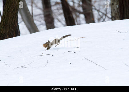 L'écureuil japonais (Sciurus lis) la collecte des matériaux de nidification , Mont Yatsugatake, Nagano Prefecture, Japon, février. Les espèces endémiques. Banque D'Images