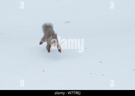 L'écureuil japonais (Sciurus lis) tournant sur la neige , Mont Yatsugatake, Nagano Prefecture, Japon, février. Les espèces endémiques. Banque D'Images