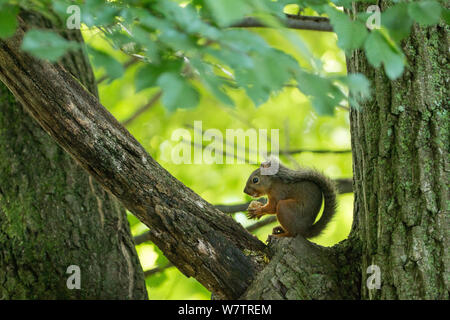 L'écureuil japonais (Sciurus lis) se nourrissant de noyer (Juglans ailantifolia) , Mont Yatsugatake, Nagano Prefecture, Japon, juillet. Les espèces endémiques. Banque D'Images