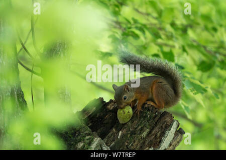 L'écureuil japonais (Sciurus lis) cachant une noix (Juglans ailantifolia) , Mont Yatsugatake, Nagano Prefecture, Japon, juillet. Les espèces endémiques. Banque D'Images