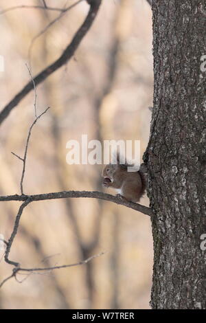 L'écureuil japonais (Sciurus lis) se nourrissant de noyer , Mont Yatsugatake, Nagano Prefecture, Japon, janvier. Les espèces endémiques. Banque D'Images