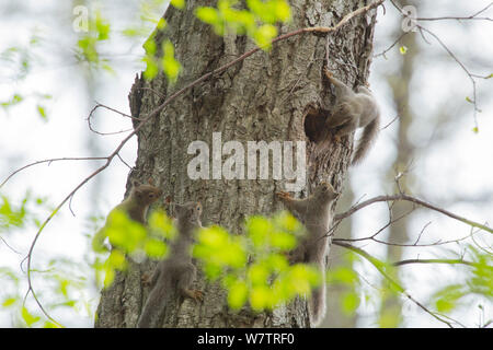 Écureuil roux (Sciurus vularis japonais) petits jouant autour de nid , Mont Yatsugatake, Nagano Prefecture, Japon, avril. Les espèces endémiques. Banque D'Images