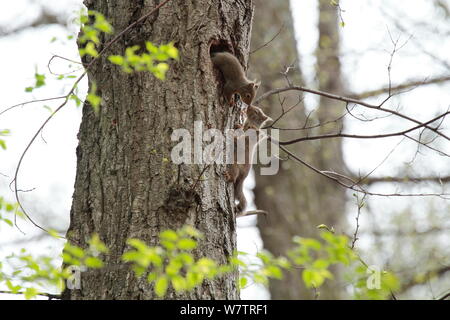 Écureuil roux (Sciurus vularis japonais) petits jouant autour de nid , Mont Yatsugatake, Nagano Prefecture, Japon, avril. Les espèces endémiques. Banque D'Images