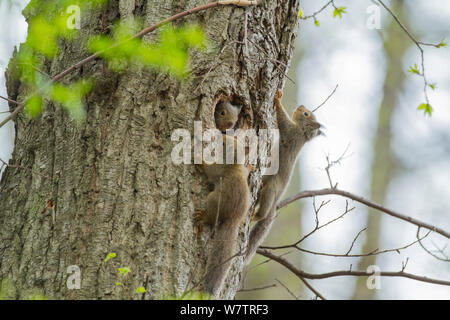 Écureuil roux (Sciurus vularis japonais) petits jouant autour de nid , Mont Yatsugatake, Nagano Prefecture, Japon, avril. Les espèces endémiques. Banque D'Images