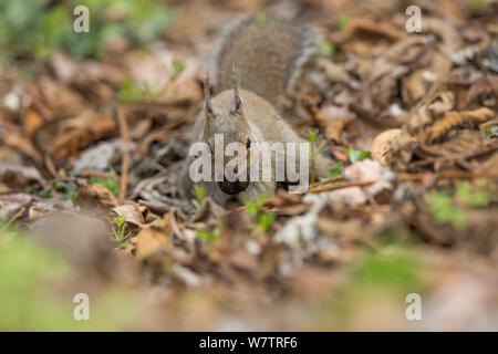 L'écureuil japonais (Sciurus lis) caching noyer, Mont Yatsugatake, Nagano Prefecture, Japon, avril. Les espèces endémiques. Banque D'Images