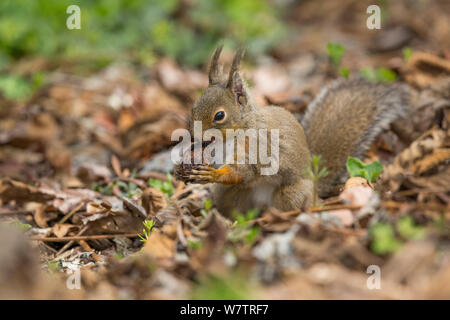 L'écureuil japonais (Sciurus lis) se nourrissant de noyer retiré de cache, Mont Yatsugatake, Nagano Prefecture, Japon, avril. Les espèces endémiques. Banque D'Images