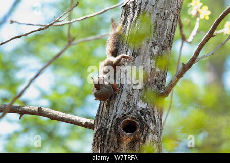 Écureuil roux (Sciurus vularis japonais) mère portant pup, Mont Yatsugatake, Nagano Prefecture, Japon, mai. Les espèces endémiques. Banque D'Images