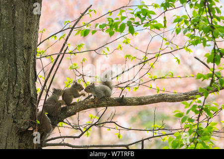 Écureuil roux (Sciurus vularis japonais) Chiots jouant dans l'arbre, avec fleur de cerisier en arrière-plan, le Mont Yatsugatake, Nagano Prefecture, Japon, mai. Les espèces endémiques. Banque D'Images