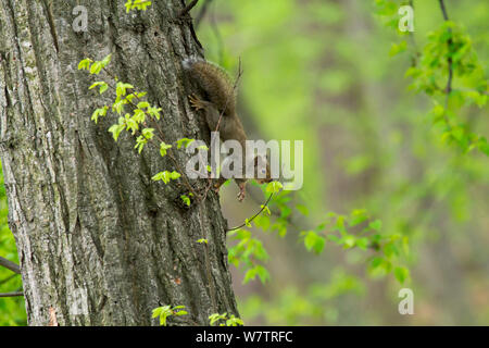 L'écureuil japonais (Sciurus lis) l'alimentation des petits sur les nouvelles feuilles, Mont Yatsugatake, Nagano Prefecture, Japon, mai. Les espèces endémiques. Banque D'Images