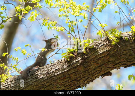 L'écureuil japonais (Sciurus lis) se nourrissant sur les pousses , Mont Yatsugatake, Nagano Prefecture, Japon, mai. Les espèces endémiques. Banque D'Images