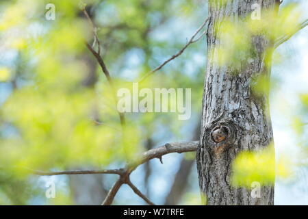 L'écureuil japonais (Sciurus lis) mère de peering nichent dans des trous d'arbres, le Mont Yatsugatake, Nagano Prefecture, Japon, mai. Les espèces endémiques. Banque D'Images