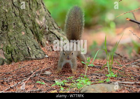 L'écureuil japonais (Sciurus lis) petit portrait, Mont Yatsugatake, Nagano Prefecture, Japon, mai. Les espèces endémiques. Banque D'Images