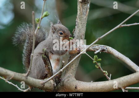 L'écureuil japonais (Sciurus lis) se nourrissent de nouvelles feuilles, Mont Yatsugatake, Nagano Prefecture, Japon, mai. Les espèces endémiques. Banque D'Images