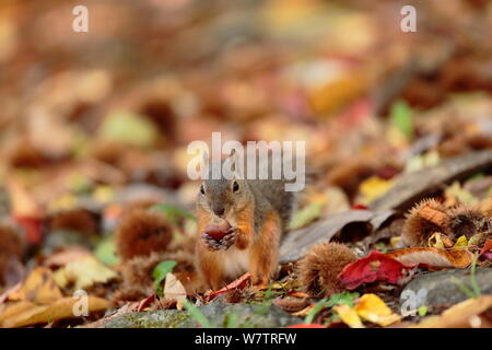 L'écureuil japonais (Sciurus lis) se nourrissant de châtaignier, Mont Yatsugatake, Nagano Prefecture, Japan. Les espèces endémiques. Banque D'Images