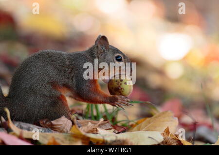 L'écureuil japonais (Sciurus lis) se nourrissant de noyer (Juglans ailantifolia), Mont Yatsugatake, Nagano Prefecture, Japan. Les espèces endémiques. Banque D'Images