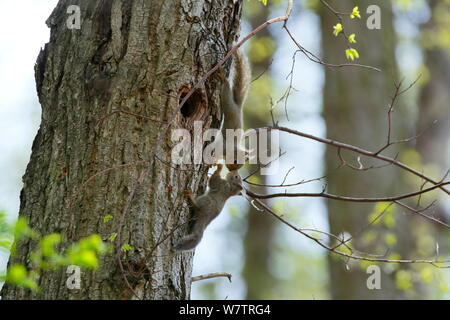 Écureuil roux (Sciurus vularis japonais) petits jouant sur tronc d'arbre près de nid, le Mont Yatsugatake, Nagano Prefecture, Japon, mai. Les espèces endémiques. Banque D'Images