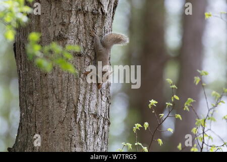 L'écureuil japonais (Sciurus lis) petits hors nid , Mont Yatsugatake, Nagano Prefecture, Japon, mai. Les espèces endémiques. Banque D'Images