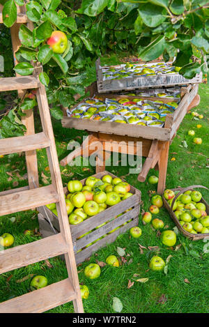 Pommes Bramley, préparé, emballés dans du papier journal et stockés dans des bacs en bois. Banque D'Images