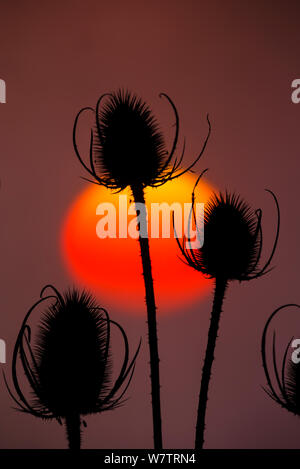 Cardère (Dipsacus fullonum) têtes de graine en silhouette au coucher du soleil, Norfolk, Angleterre, Royaume-Uni, octobre. Banque D'Images