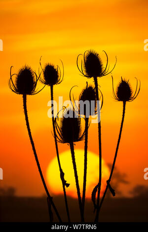 Cardère (Dipsacus fullonum) têtes de graine en silhouette au coucher du soleil, Norfolk, Angleterre, Royaume-Uni, octobre. Banque D'Images