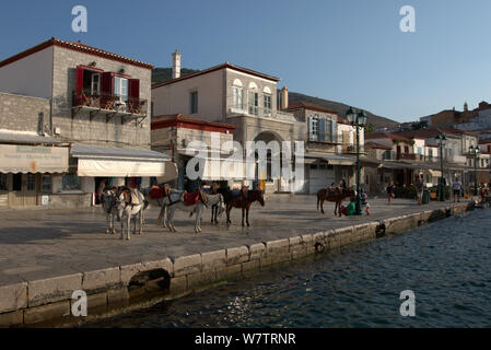 Mules en attente de client au port d'Hydra, dans la ville d''Hydra, l'île d'Hydra, Grèce. Banque D'Images