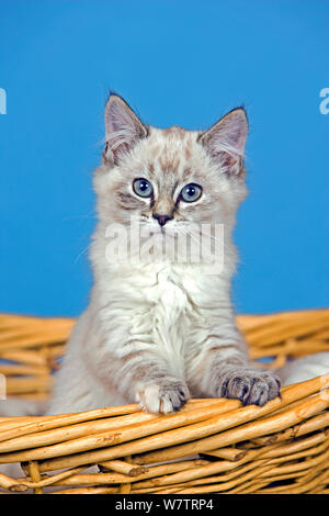 Cute Kitten tabby gris et blanc quelques semaines , avec de grands yeux bleus assis dans willow panier, à la recherche intéressés. Banque D'Images