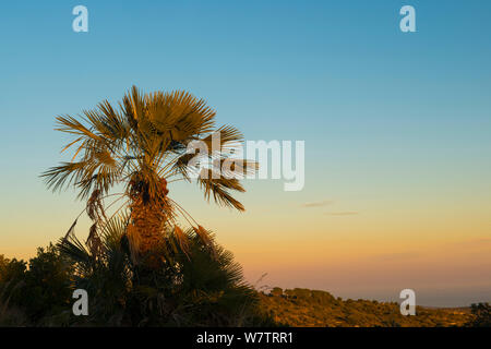 European fan palm (Chamaerops humilis) au coucher du soleil, le Parc Naturel de Garraf, Barcelone, Catalogne, Espagne, Février. Banque D'Images