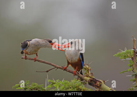 Tête grise (Halcyon leucocephala) kingfisher passant mâle à femelle de l'insecte, le lac Manyara, Tanzanie. Banque D'Images