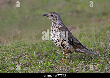 Mistle Thrush (Turdus viscivorus) en quête de terrain, Cheshire, Royaume-Uni, juin. Banque D'Images