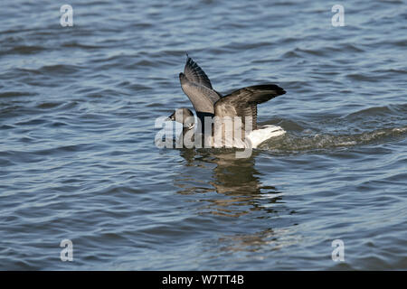 La Bernache cravant (Branta bernicla) atterrissage sur mer au large de la côte nord près de Whitstable Kent, UK, Décembre Banque D'Images