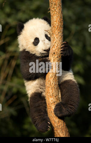 Panda géant (Ailuropoda melanoleuca) cub escalade arbre. Chengdu, Chine. En captivité. Banque D'Images