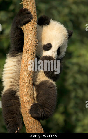 Panda géant (Ailuropoda melanoleuca) cub escalade arbre. Chengdu, Chine. En captivité. Banque D'Images