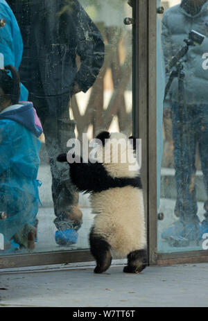 Panda géant (Ailuropoda melanoleuca) dans le boîtier. Chengdu, Chine. Prises dans des conditions contrôlées Banque D'Images