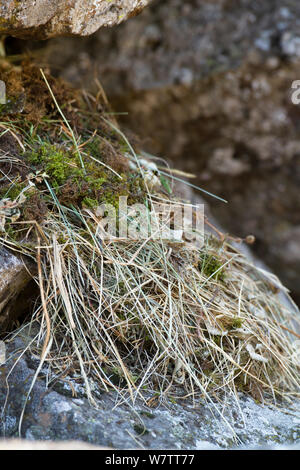 (Pika Ochotona princeps) nichent dans des tas d'éboulis, Sheepeaters Cliff, le Parc National de Yellowstone, Wyoming, USA, septembre. Banque D'Images