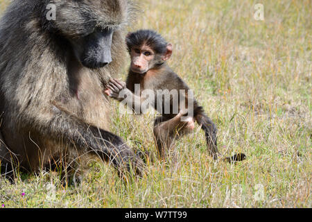 Babouin Chacma (Papio hamadryas ursinus) femmes avec enfant. deHoop Réserve Naturelle, Western Cape, Afrique du Sud. Banque D'Images