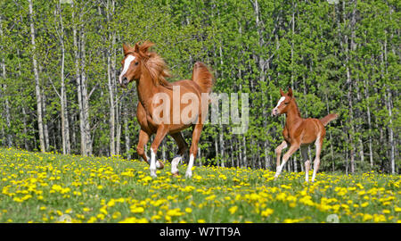 Châtaignier Arabian Horse Mare et quelques semaines de Foal galopant ensemble sur un pré de fleurs. Banque D'Images