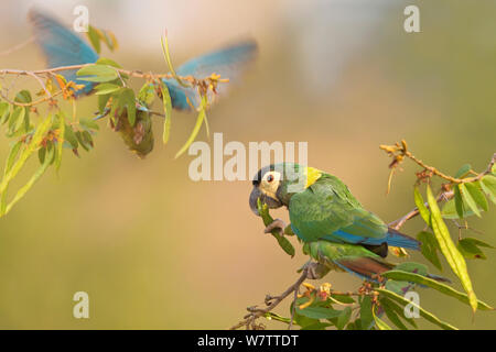 L'ara à collier jaune (Larus auricollis), l'alimentation avec un autre atterrissage dans l'arrière-plan, le Brésil. Banque D'Images