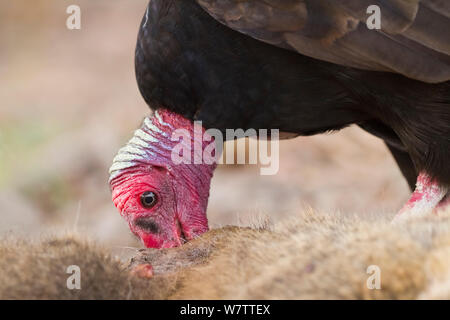 Urubu à tête rouge (Cathartes aura) alimentation, Pantanal, Brésil. Banque D'Images