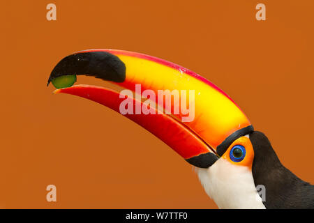 Toucan Toco (Ramphastos toco) se nourrissant de mangue. Brésil Banque D'Images