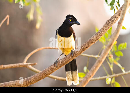 Plush-crested Jay (Cyanocorax cayanus) au Brésil. Banque D'Images