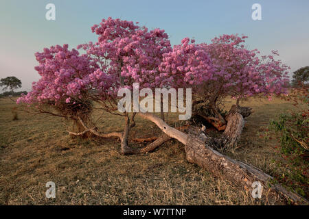 Arbre à trompettes roses (Tabebuia impetiginosa) en fleur, Pantanal, Brésil. Banque D'Images