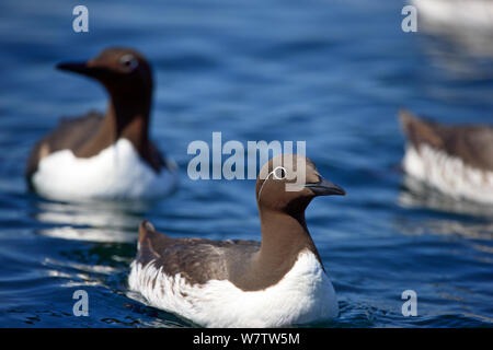 Bridled Guillemot sur l'océan Atlantique au large de l'Treshnish Isles dans les Hébrides intérieures de l'Écosse Banque D'Images