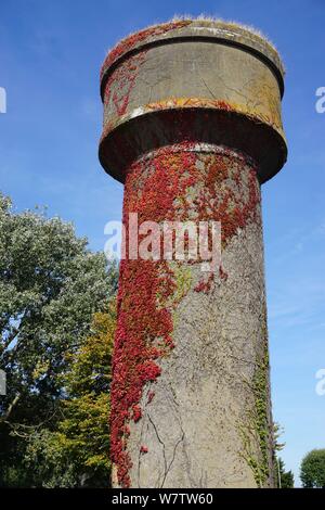 Ivy rouge sur le côté sauvage de plus en plus d'un tour de l'eau dans le pays Banque D'Images