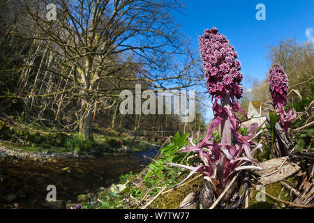 (Pétasite Petasites hybridus) en fleur, dans l'habitat, Lathkill Dale, parc national de Peak District, Derbyshire, Royaume-Uni. Avril. Banque D'Images