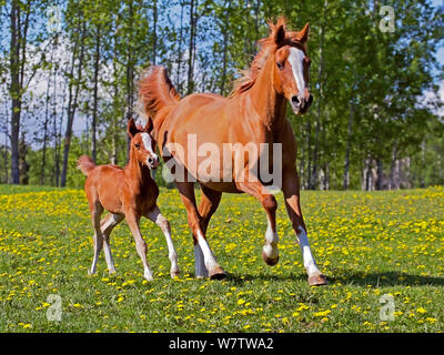 Chestnut Arabian Mare et poulain galoper dans le pré Banque D'Images